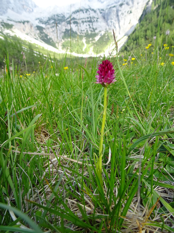 Nigritella miniata var. miniata